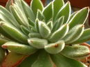 Mexican fire cracker,the firecracker plant,اشوریا ستوزا
